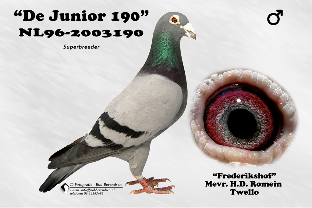 NL96 2003190 De Junior 190